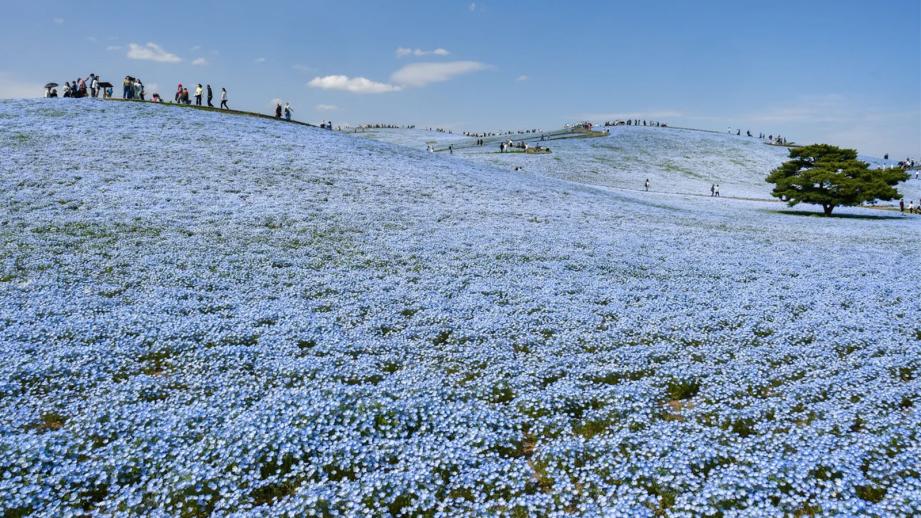 ひたち海浜公園 ネモフィラ