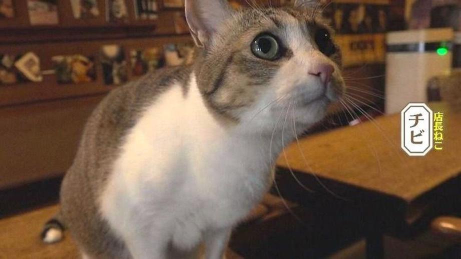 【創業 50 年のカフェ】店長ねこ「チビ」も人気！中島みゆきさんも通った札幌の喫茶店「コーヒーハウスミルク」【今日ドキッ！】