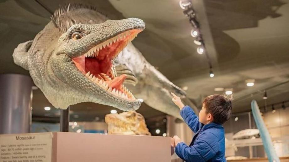 町全体が「恐竜ワールド」！日本屈指の発見がざくざくの博物館をたっぷり満喫するポイントを獣医師ママライターが解説｜北海道・むかわ町「穂別博物館」