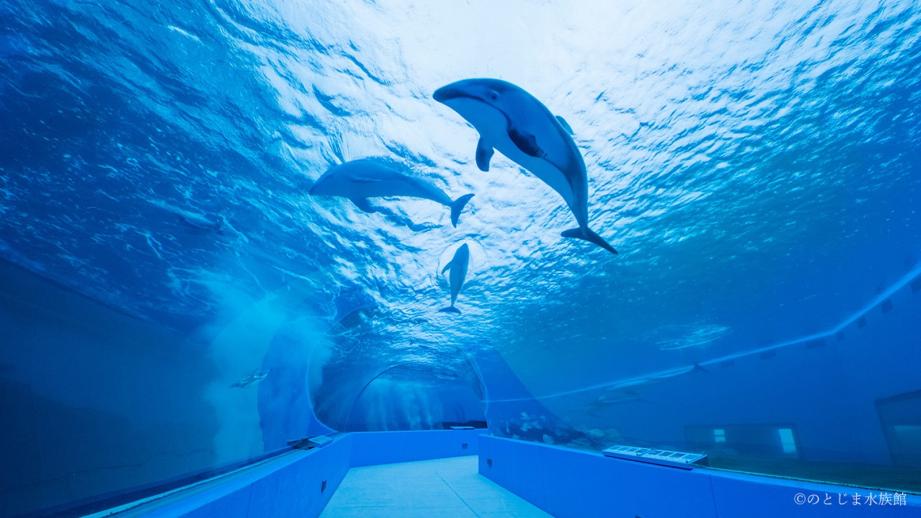 おかえり！イルカ・アシカの展示復活で完全再開「のとじま水族館」