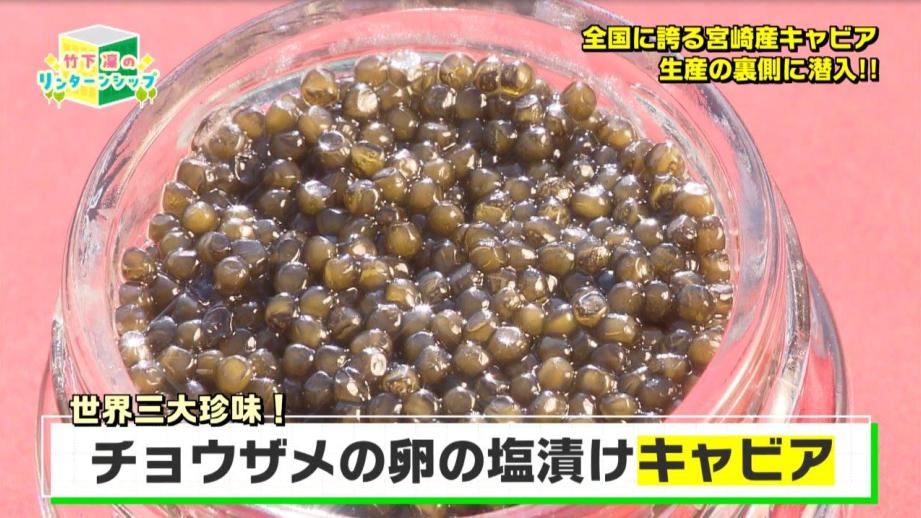 宮崎の高級食材「日南キャビア」を育てる建設会社—日南キャビアの挑戦