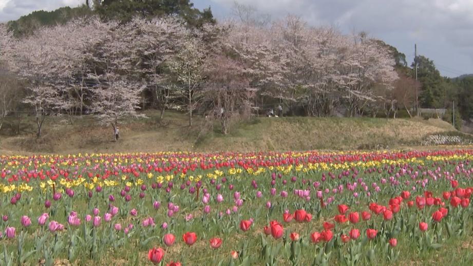 【大分】佐伯市の棚田で約 4 万本のチューリップが咲き誇る
