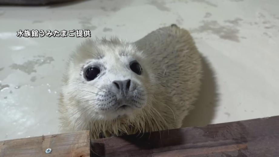 癒されること間違いなし！大分県内で動物の赤ちゃん続々誕生