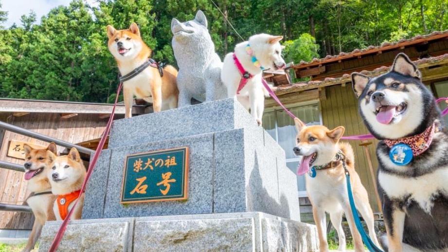 柴犬のルーツとなった犬は島根県益田市に！道の駅やお食事処は柴犬にちなんだ商品がずらり！