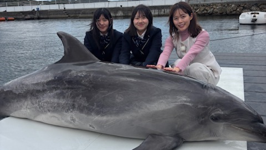 【大分】イルカとの握手にキス まるで友達になったような特別な体験