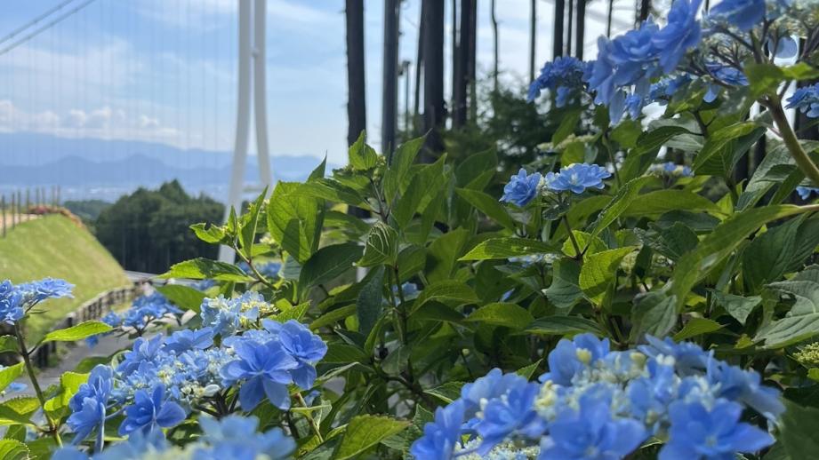 「三島スカイウォーク」あじさい祭