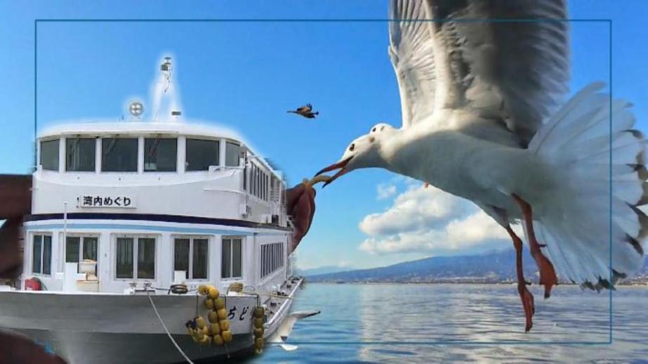 【沼津港遊覧クルーズ】カモメと戯れる30分の船旅 富士山絶景と「さば焼きおにぎり」