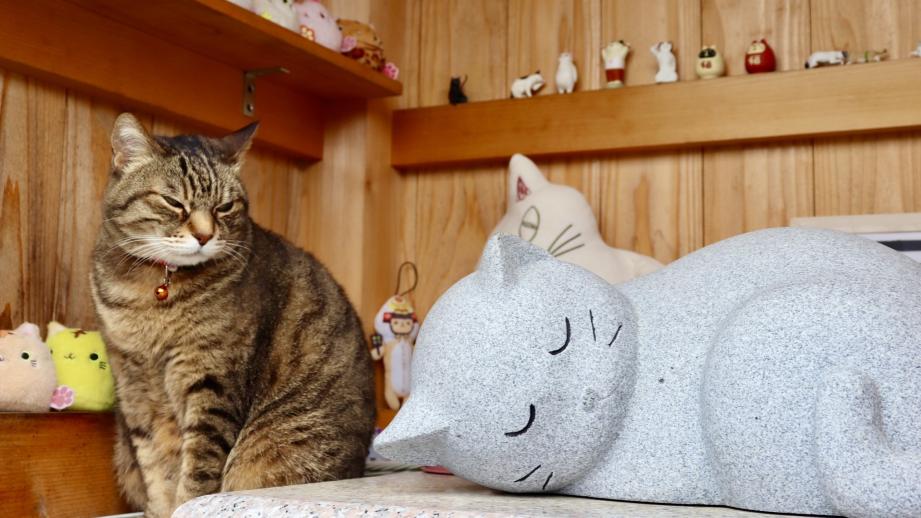 【静岡県島田市・康泰寺】幸せ運ぶ“ネコ副住職” 心も体も癒やすお地蔵様にたくさん会える寺