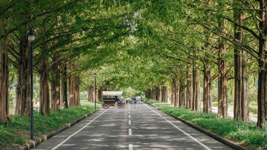 メタセコイアと馬の森