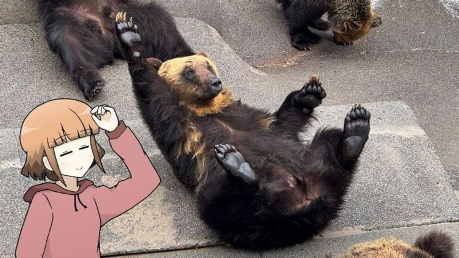 「中に人が入ってる…？」1000 円で芸達者な熊たちに出会える寄り道スポット／壮瞥町・昭和新山熊牧場