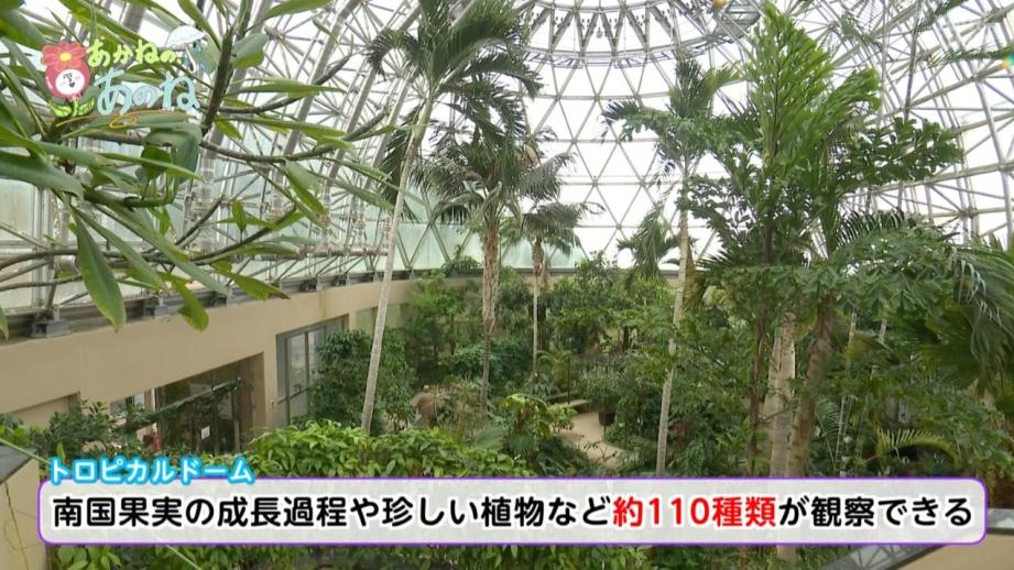 雨の日も満喫！南国気分のお出かけスポット（宮崎県 日南市）