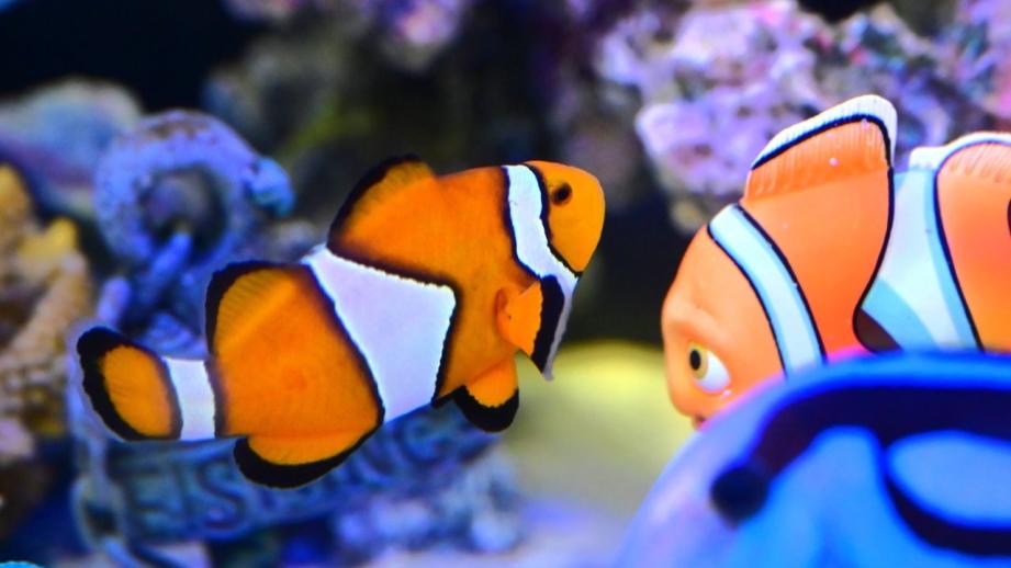 鳥取県鳥取市にあるカニが主役の水族館！無料で遊べる家族連れに人気スポット