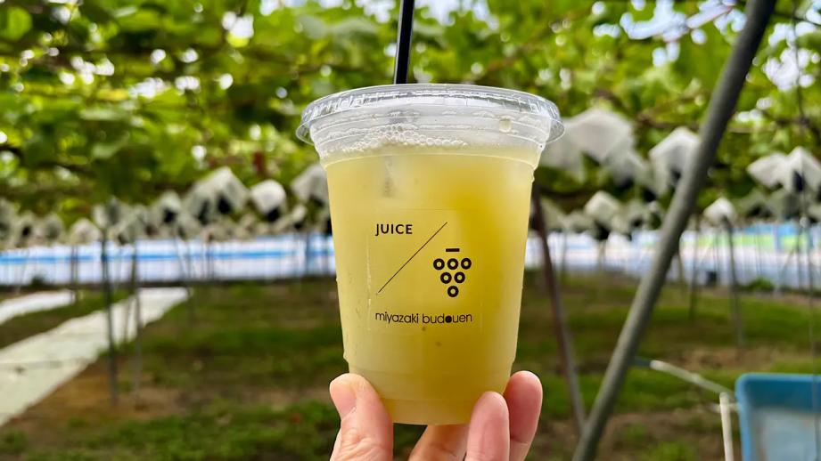 【富山のぶどう園 2025｜宮﨑ぶどう園】つみたてシャインマスカットのアイスや無添加・無加糖のぶどう 100％ジュースも