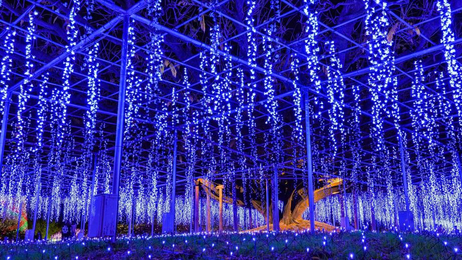 「光の花の庭」奇蹟の大藤