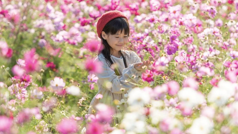 「国営讃岐まんのう公園」花龍の道