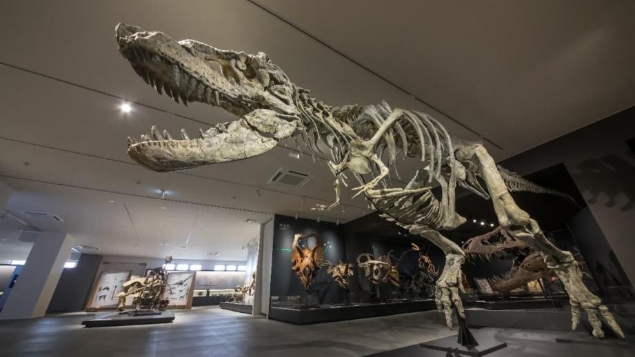 兵庫・丹波に「たんば恐竜博物館」誕生！展示リニューアルで“丹波竜”の世界を体感
