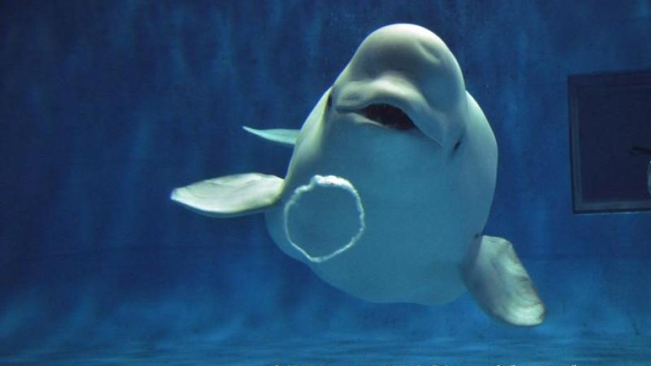 西日本で唯一シロイルカがいる島根県浜田市水族館で「幸せのバブルリング」を見てきた！