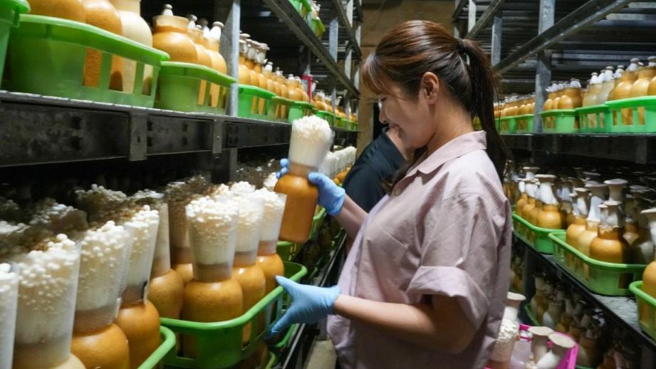 鳥取の山奥にあるキノコ工場！見学＆もぎ採り体験を楽しめる！