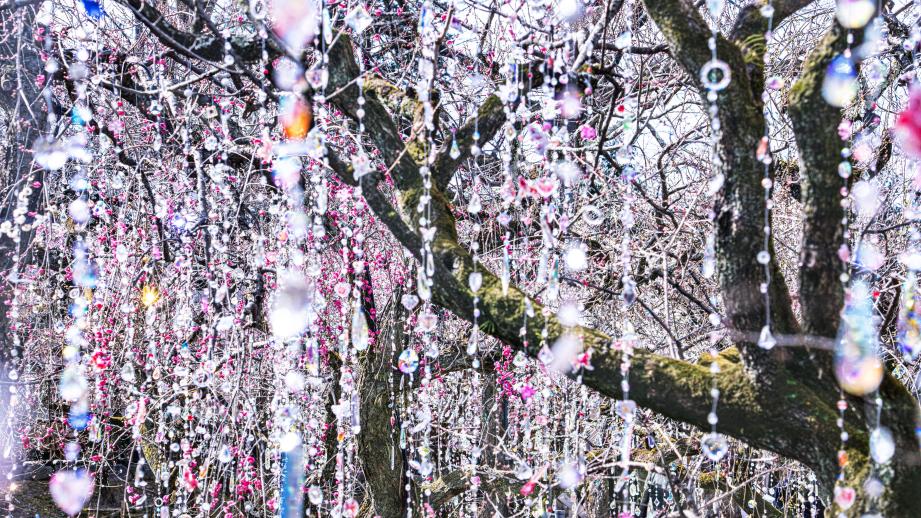 「KYOTO NIPPON FESTIVAL」《光と花の庭》3