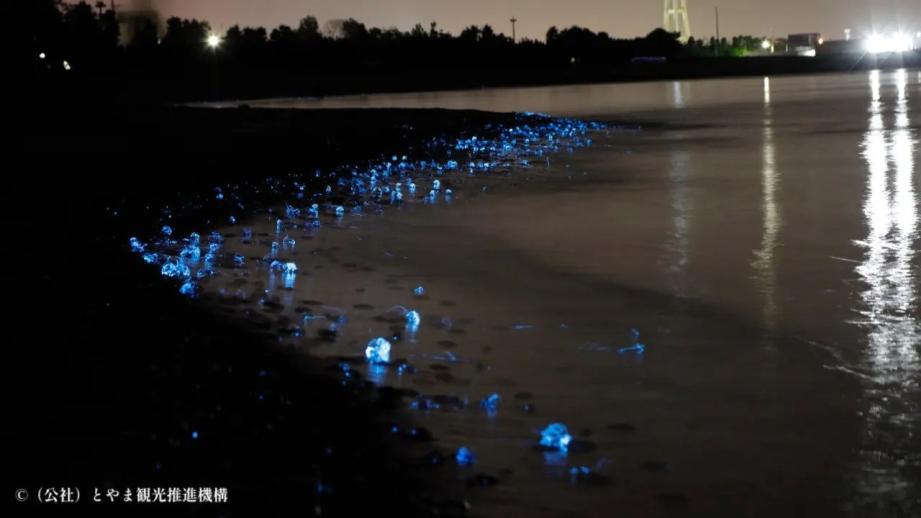 息をのむ美しさの光る海×ほたるいかグルメ【滑川ほたるいか海上観光】4～5 月上旬だけの絶景！