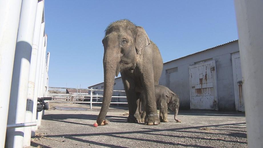 【大分】アフリカンサファリにゾウの赤ちゃん 1 か月で 142 キロに
