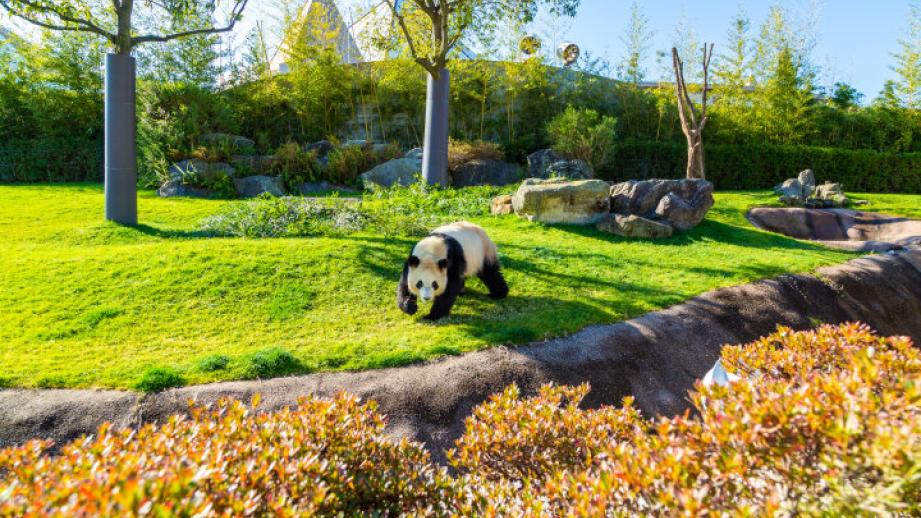 意外と活発に動く姿も ♪ 白浜のアドベンチャーワールドで暮らすジャイアントパンダに癒される旅へ