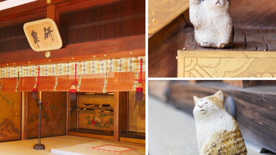 京都・聖護院門跡の特別公開♪ 優雅な宮御殿とかわいい猫のいるお庭