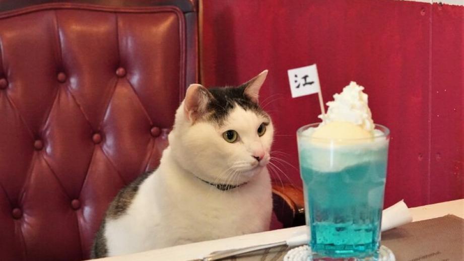 看板ネコもお気に入り♪江ノ島の海のような深い青色をしたクリームソーダ「カフェーマル」