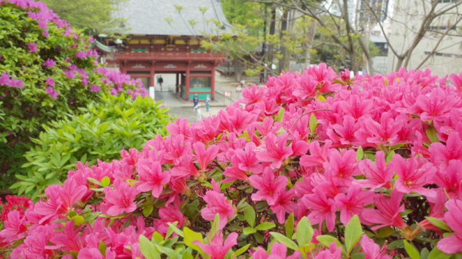 旬の花を見つけに、都内花さんぽ「根津神社つつじまつり」｜編集部レポ