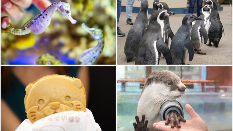 海獣や魚との距離が近い！飼育員さんの愛とアイデア溢れる水族館「伊勢シーパラダイス」