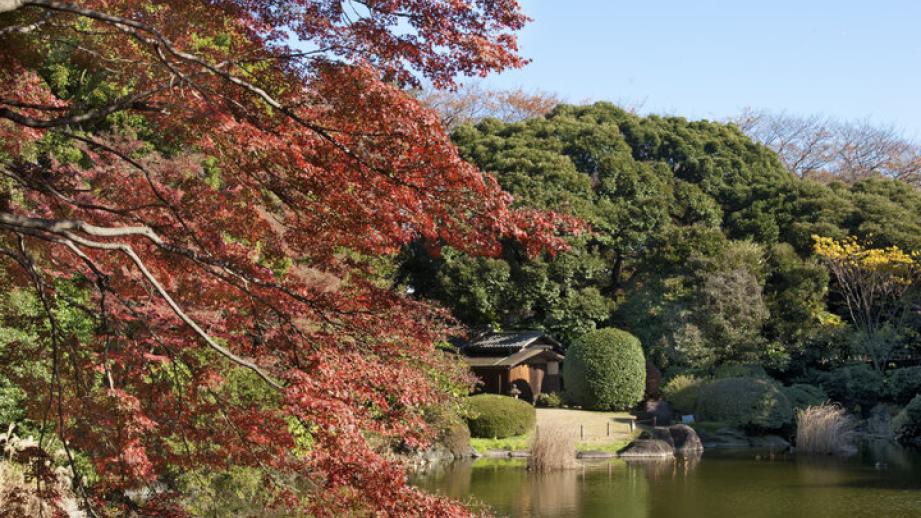 上野秋さんぽに♪本当は秘密にしたい「東博」の楽しみ方～紅葉が美しい庭園や穴場のテラス席も「東京国立博物館」