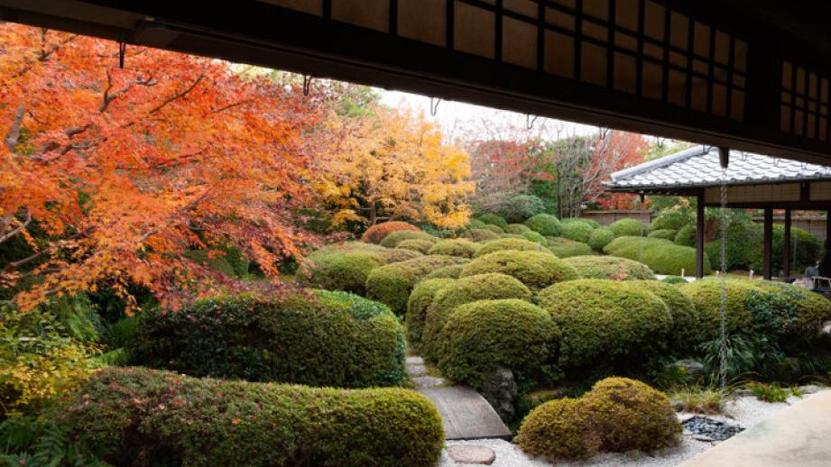 今が見頃♪赤く染まった床もみじが美しい愛知・安城市「丈山苑」へ～日本庭園の美しさを堪能～