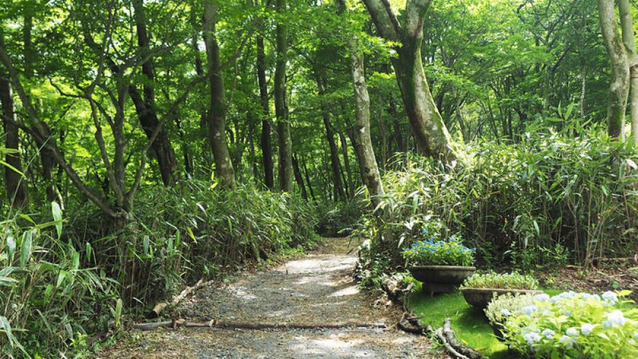 【箱根1泊2日】新緑がまぶしい強羅や仙石原をめぐる小さな旅