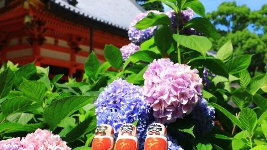 境内のあちこちにアジサイが咲き誇る♪勝ちダルマの授与品をいただきに大阪・箕面の「勝尾寺」