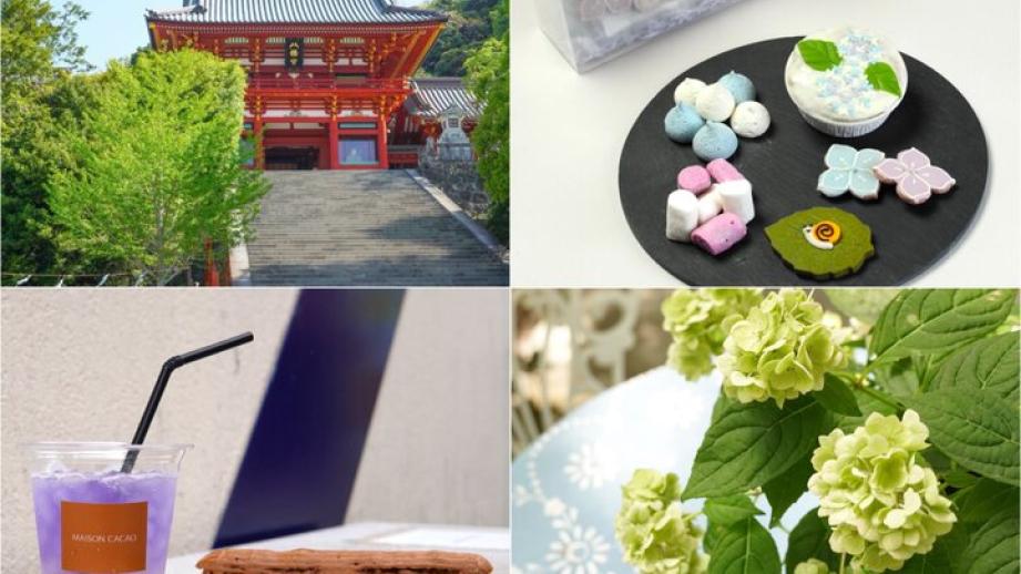 アジサイが彩る6月の鎌倉へ♪古都が華やぐ季節の楽しい街歩きと八幡宮様の参拝