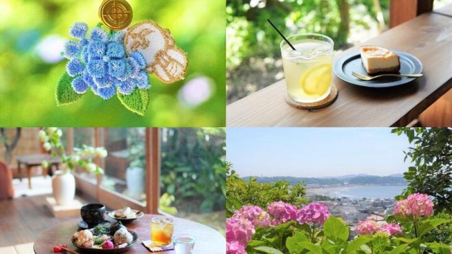 鎌倉・長谷のアジサイさんぽ♪境内に咲きそろう長谷寺のアジサイと小径にたたずむ古民家カフェめぐり