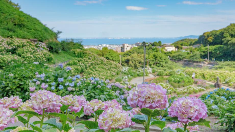 毎日ライトアップも♪5万株のあじさいが咲き誇る、愛知・蒲郡の「形原温泉 あじさいの里」