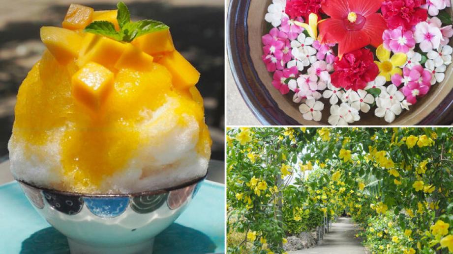完熟マンゴー尽くしの贅沢スイーツが人気♪南国の花が咲き誇る観光農園「ユートピアファーム宮古島」へ