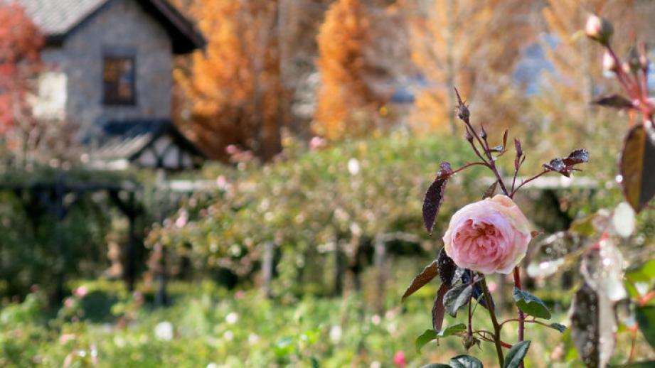 おとぎの国へ迷い込む♪ 湖に浮かぶ庭園リゾートで秋バラと紅葉を眺めてリフレッシュ「軽井沢レイクガーデン」