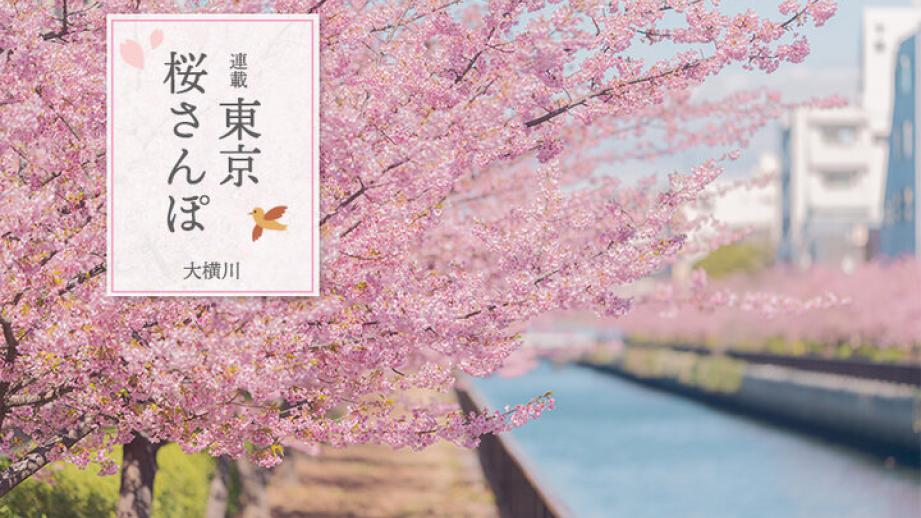 今、満開♪大横川沿いの河津桜を愛でた後は、清澄白河でカフェめぐり～東京 桜さんぽ～