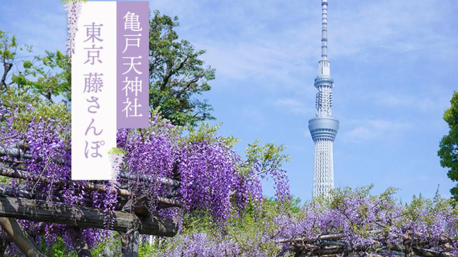 東京 藤さんぽー「亀戸天神ふじまつり」と下町散策ー