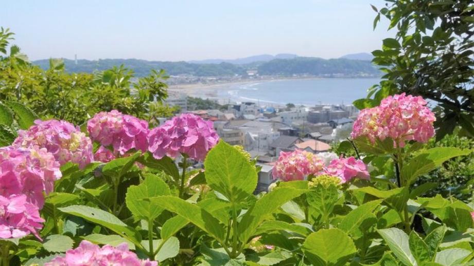 あじさいの咲く鎌倉・長谷で花の古刹と大仏様の参拝。古民家カフェにも立ち寄るのんびり散歩