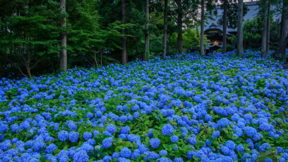 あじさいの御朱印も♪ 一面を青に染める秋田のあじさい寺「雲昌寺」へ