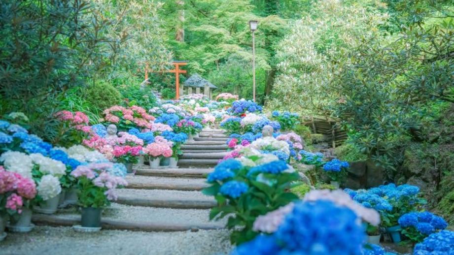 紫陽花と切り絵御朱印に心ときめく。奈良・四ヶ寺をめぐる「あじさゐ回廊」さんぽ