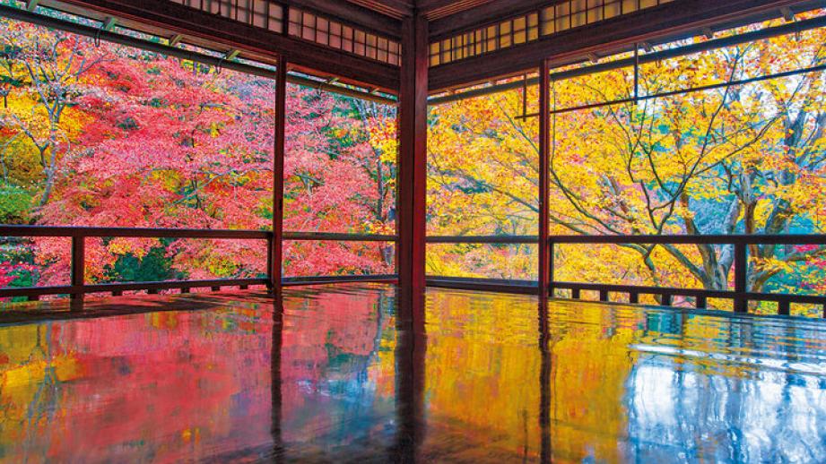 この秋行きたい京都の紅葉5選。真紅や黄金色に輝く木の葉に感動