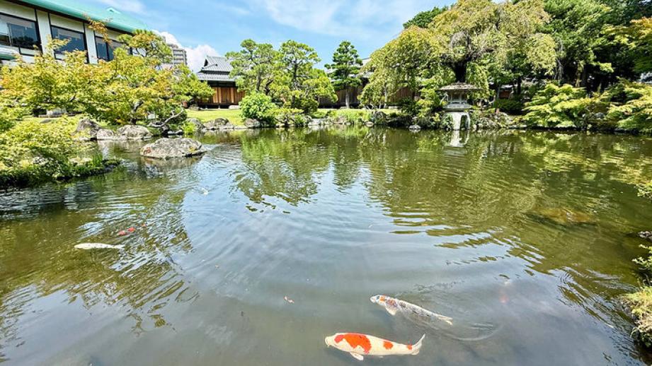 三嶋大社すぐ。無料開放の日本庭園や三島梅花藻も楽しめる「佐野美術館」で水辺の癒やしさんぽ