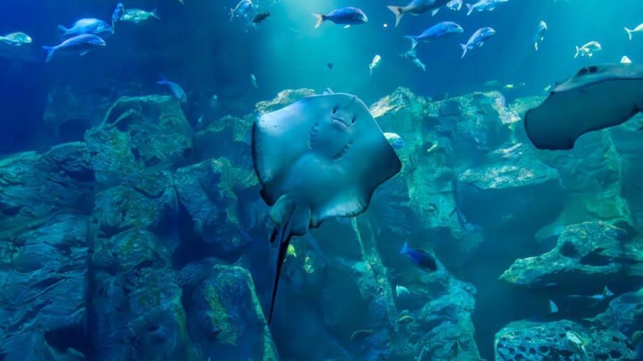 海を見渡す絶景の水族館♪海の生き物やホッキョクグマに癒やされる「男鹿水族館GAO」