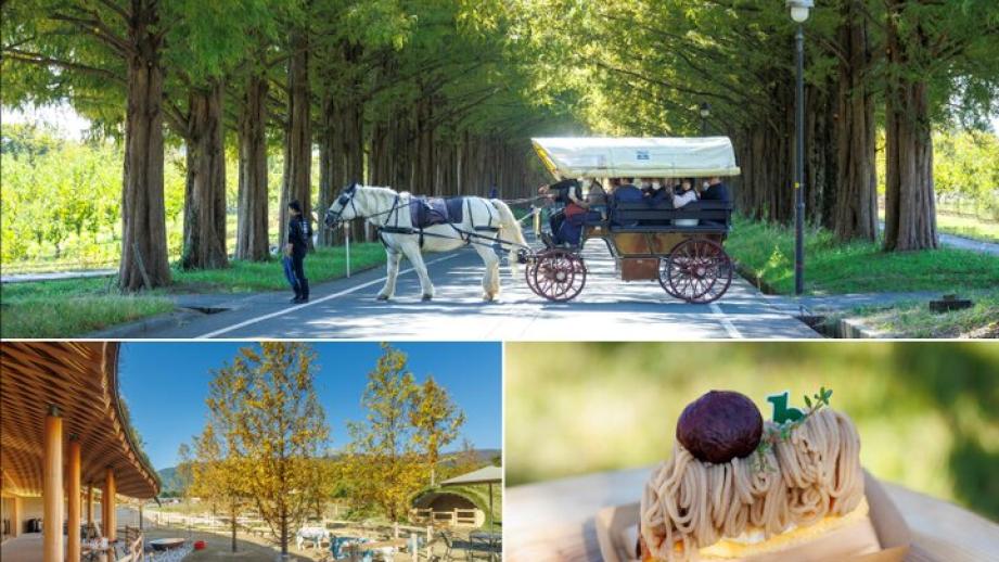 琵琶湖の西側、高島の「メタセコイア並木」は、滋賀旅で必訪の観光名所。その中心部に2025年4月にオープンした「メタセコイアと馬の森」は、地元高島産や旬の素材を使った軽食やスイーツ、ドリンクが味わえるカフェのほか、事前予約不要で馬とふれあえる体験メニューがそろいます。馬車や馬に乗って並木沿いをさんぽしたり、ミニチュアホースにおやつをあげたりなど、豊かな自然のなか、心ほどける休日が過ごせますよ。