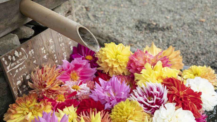 12月半ばまで紅葉が見頃♪気軽に小旅行気分が味わえる「深大寺」へ