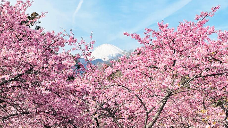 いよいよ明日♪富士山と河津桜と菜の花が共演～ 神奈川・松田山で心弾む春色ロードと絶景パノラマを～「まつだ桜まつり2026」